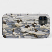 Steenarend, Haliaeetus leucocephalus, Homer, 2 Case-Mate iPhone Case (Achterkant (horizontaal))