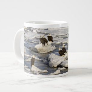 Steenarend, Haliaeetus leucocephalus, Homer, 2 Grote Koffiekop