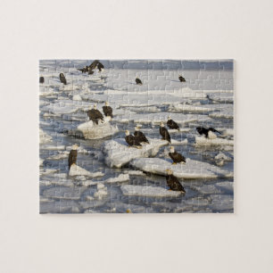 Steenarend, Haliaeetus leucocephalus, Homer, 2 Legpuzzel