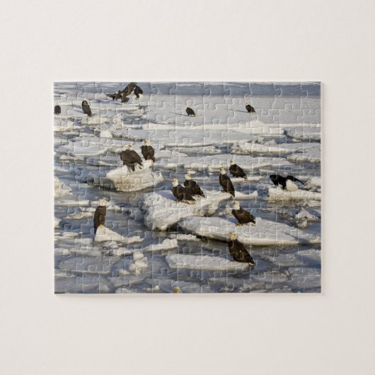 Steenarend, Haliaeetus leucocephalus, Homer, 2 Legpuzzel (Horizontaal)