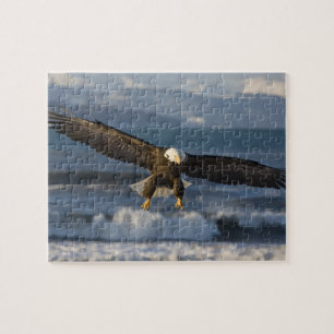Steenarend, Haliaeetus leucocephalus, Homer, 3 Legpuzzel