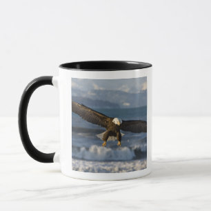 Steenarend, Haliaeetus leucocephalus, Homer, 3 Mok