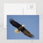 Steenarend, Haliaeetus leucocephalus, Homer, 4 Briefkaart (Voorkant / Achterkant)