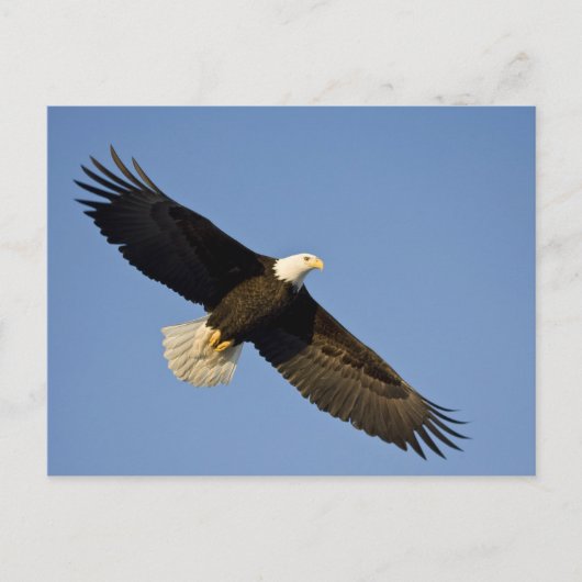 Steenarend, Haliaeetus leucocephalus, Homer, 4 Briefkaart (Voorkant)