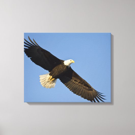 Steenarend, Haliaeetus leucocephalus, Homer, 4 Canvas Afdruk (Voorkant)