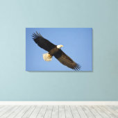 Steenarend, Haliaeetus leucocephalus, Homer, 4 Canvas Afdruk (Insitu (Houten vloer))