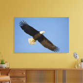 Steenarend, Haliaeetus leucocephalus, Homer, 4 Canvas Afdruk (Insitu (Woonkamer))