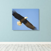 Steenarend, Haliaeetus leucocephalus, Homer, 4 Canvas Afdruk (Insitu (Houten vloer))