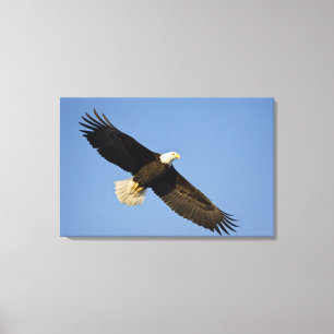Steenarend, Haliaeetus leucocephalus, Homer, 4 Canvas Afdruk