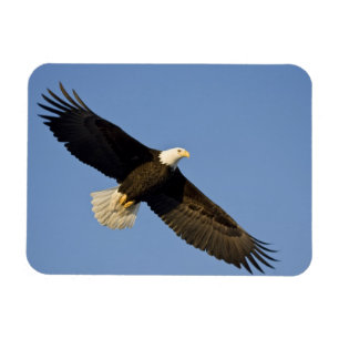 Steenarend, Haliaeetus leucocephalus, Homer, 4 Magneet