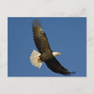 Steenarend, Haliaeetus leucocephalus, Homer, Briefkaart