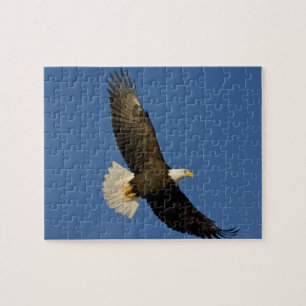 Steenarend, Haliaeetus leucocephalus, Homer, Legpuzzel