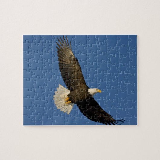 Steenarend, Haliaeetus leucocephalus, Homer, Legpuzzel (Horizontaal)