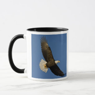 Steenarend, Haliaeetus leucocephalus, Homer, Mok