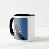 Steenarend, Haliaeetus leucocephalus, Homer, Mok (Voorkant links)