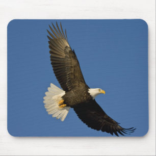 Steenarend, Haliaeetus leucocephalus, Homer, Muismat