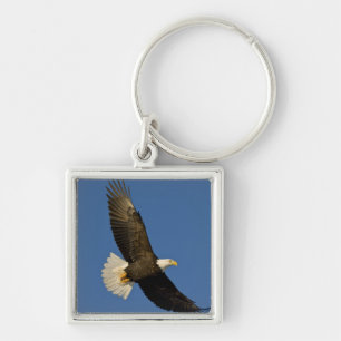 Steenarend, Haliaeetus leucocephalus, Homer, Sleutelhanger