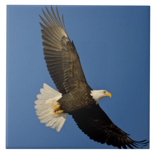 Steenarend, Haliaeetus leucocephalus, Homer, Tegeltje (Voorkant)