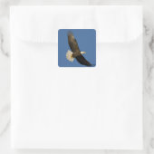 Steenarend, Haliaeetus leucocephalus, Homer, Vierkante Sticker (Tas)