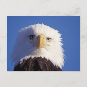 steenarend, Haliaeetus leucocephalus, hoofdopname, Briefkaart