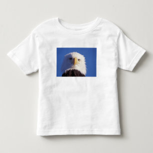 steenarend, Haliaeetus leucocephalus, hoofdopname, Kinder Shirts