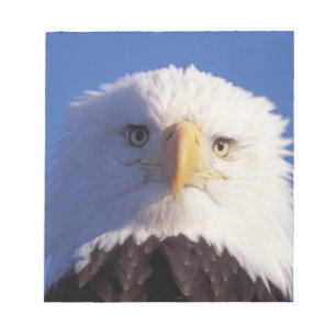 steenarend, Haliaeetus leucocephalus, hoofdopname, Notitieblok