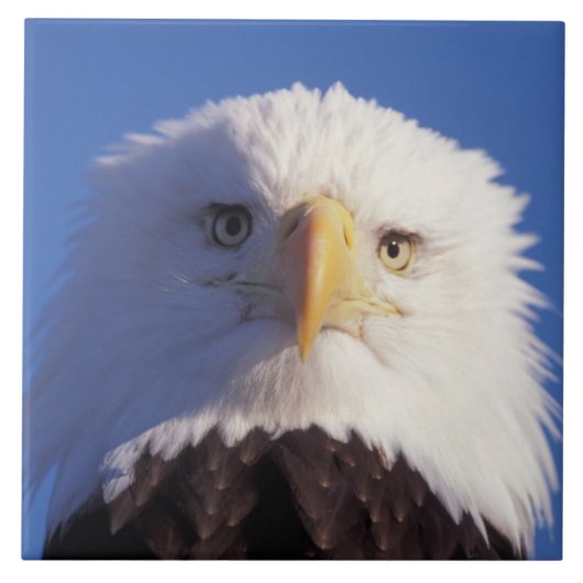 steenarend, Haliaeetus leucocephalus, hoofdopname, Tegeltje (Voorkant)