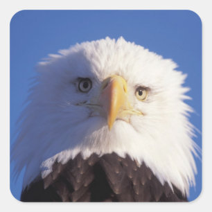 steenarend, Haliaeetus leucocephalus, hoofdopname, Vierkante Sticker