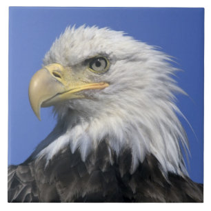 Steenarend, (Haliaeetus leucocephalus), in het wil Tegeltje