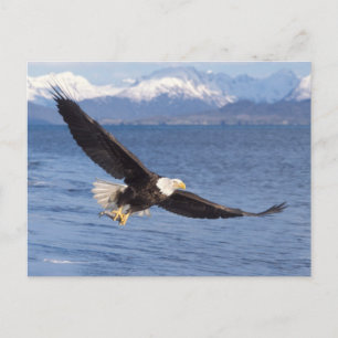 steenarend, Haliaeetus leucocephalus, in vlucht 4 Briefkaart