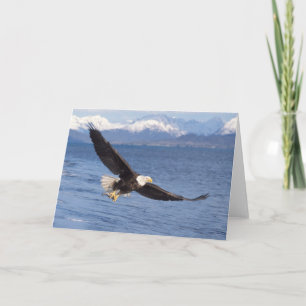 steenarend, Haliaeetus leucocephalus, in vlucht 4 Kaart