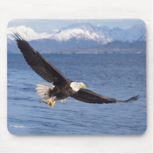 steenarend, Haliaeetus leucocephalus, in vlucht 4 Muismat