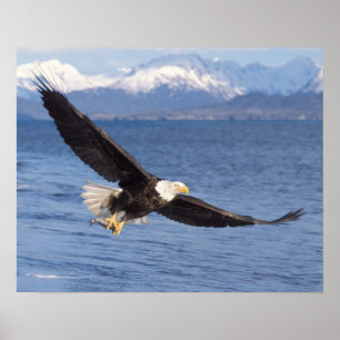 steenarend, Haliaeetus leucocephalus, in vlucht 4 Poster