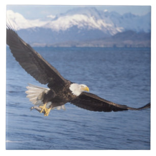 steenarend, Haliaeetus leucocephalus, in vlucht 4 Tegeltje