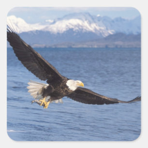 steenarend, Haliaeetus leucocephalus, in vlucht 4 Vierkante Sticker