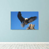 steenarend, Haliaeetus leucocephalus, landend Canvas Afdruk (Insitu (Houten vloer))