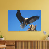 steenarend, Haliaeetus leucocephalus, landend Canvas Afdruk (Insitu (Woonkamer))