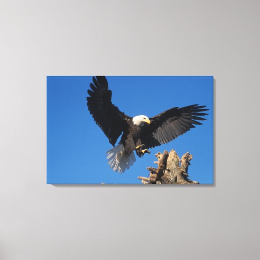 steenarend, Haliaeetus leucocephalus, landend Canvas Afdruk (Voorkant)