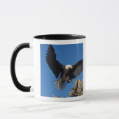 steenarend, Haliaeetus leucocephalus, landend Mok (Links)