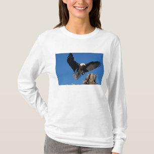 steenarend, Haliaeetus leucocephalus, landend T-shirt