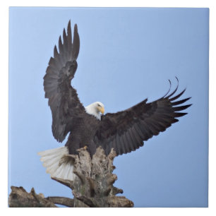 Steenarend (Haliaeetus leucocephalus) met vleugels Tegeltje