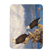 steenarend, Haliaeetus leucocephalus, paar Magneet (Verticaal)
