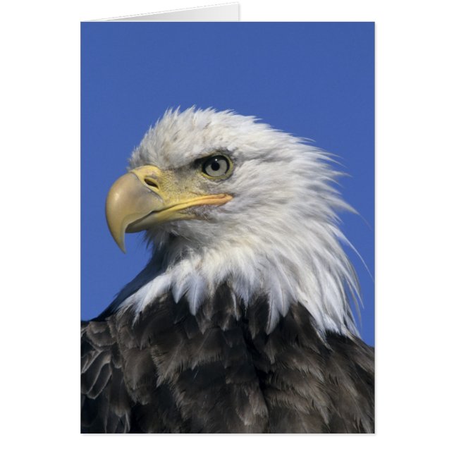 Steenarend, (Haliaeetus leucocephalus), wild, (Voorkant)