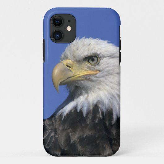 Steenarend, (Haliaeetus leucocephalus), wild, Case-Mate iPhone Case (Achterkant)
