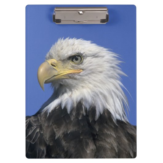 Steenarend, (Haliaeetus leucocephalus), wild, Klembord (Voorkant)