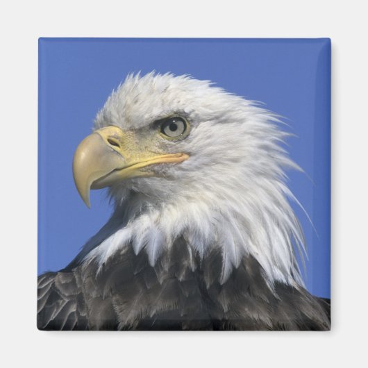 Steenarend, (Haliaeetus leucocephalus), wild, Magneet (Voorkant)
