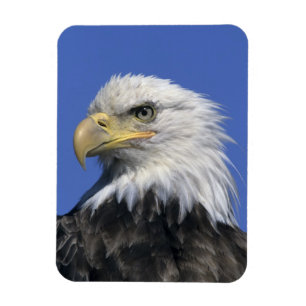 Steenarend, (Haliaeetus leucocephalus), wild, Magneet