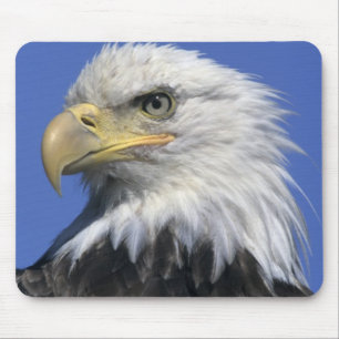 Steenarend, (Haliaeetus leucocephalus), wild, Muismat