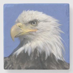 Steenarend, (Haliaeetus leucocephalus), wild, Stenen Onderzetter