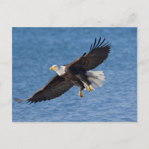 Steenarend in vlucht briefkaart